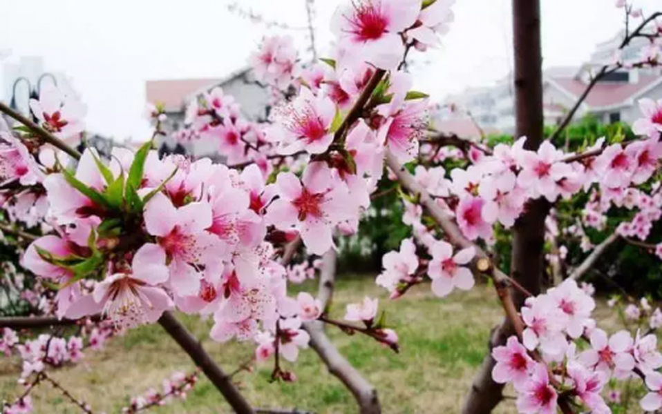 Phòng ngủ chính là nơi chúng ta ở lâu nhất trong một ngày, vì thế phong thủy phòng ngủ có ảnh hưởng lớn đến vận thế của mình, đặc biệt là vận đào hoa. Giáng sinh đang đến rất gần những bạn đơn thân muốn thúc vượng đào hoa có thể bắt đầu từ phòng ngủ. Nguồn ảnh: Baidu.